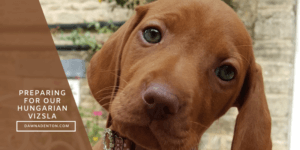 Doris our Hungarian Vizsla