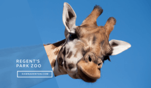a giraffe at London Zoo